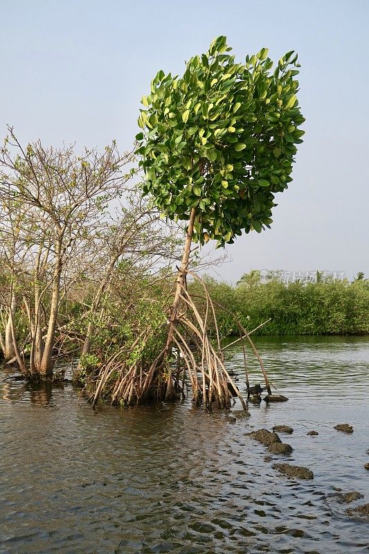 红树，盐生植物，复杂的根系，盐生境，印度白鹭/白鹭，喀拉拉邦回水，印度